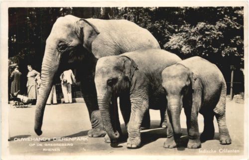 Rhenen - Ouwehands Dierenpark - Elefnat