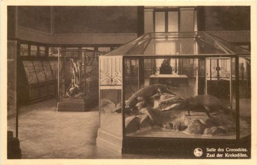 Tervueren - Musee du Congo Belge - Krokodil
