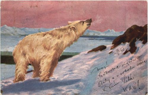 Eisbär - Polarbear