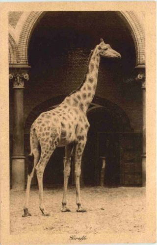 Giraffe