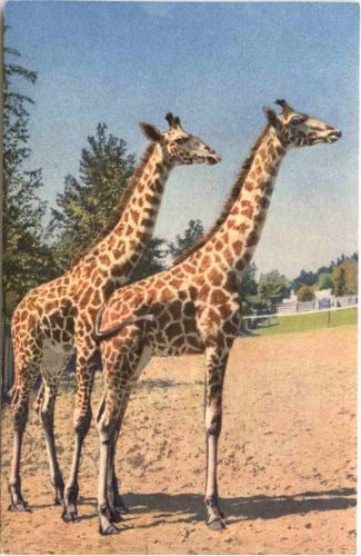 Giraffe