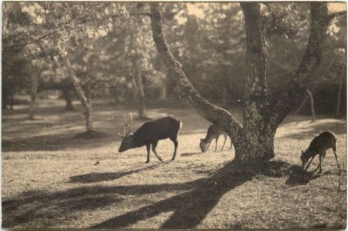 Rehe