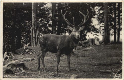 Hirsch