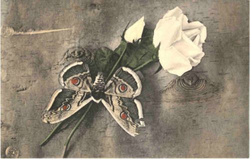 Schmetterling mit Rosen