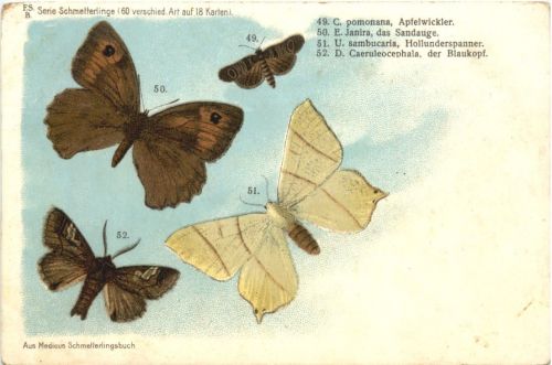 Schmetterling