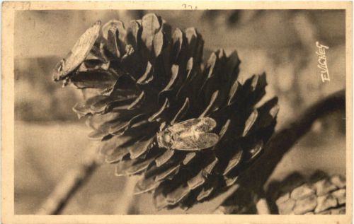 Pomme de pin et Cegales