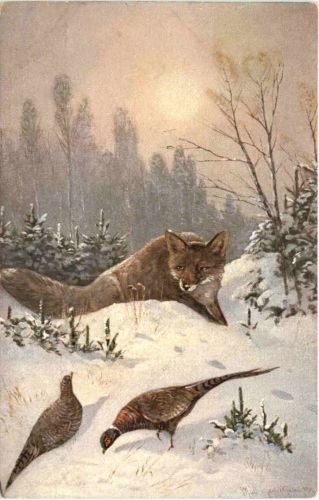 Fuchs - Goldfasan