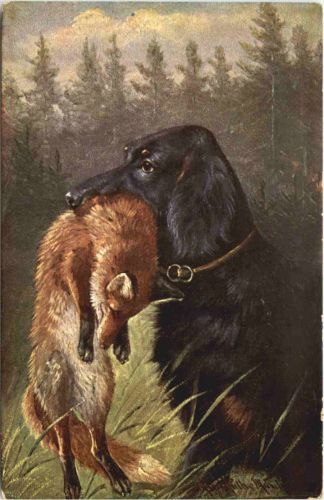 Hund mit Fuchs im Maul