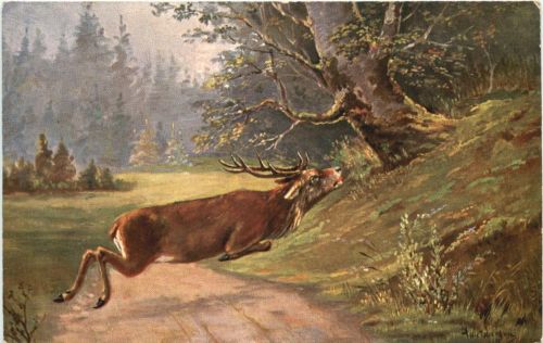 Hirsch
