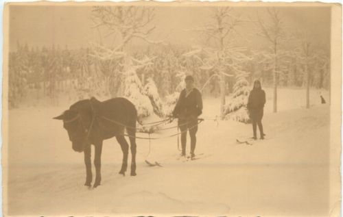 Pferd - Ski