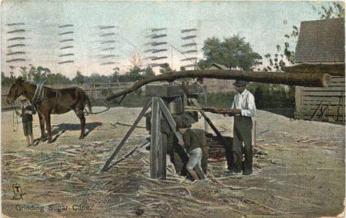 Grinding Sugar Cane