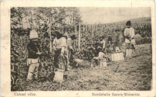 Rumänische Bauern - Weinernte - KuK Feldpost