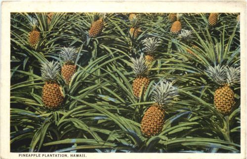 Hawaii - Pinapple Plantation