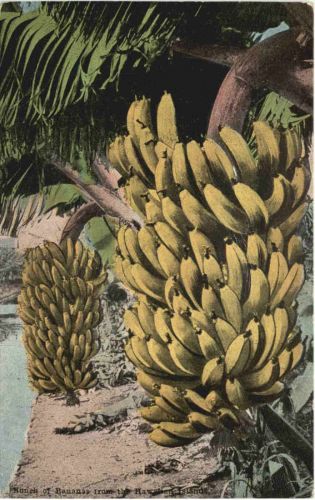 Hawai - Nunch of Bananas