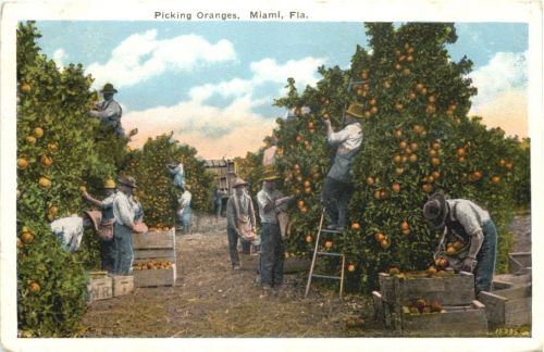 Miami - Picking Oranges