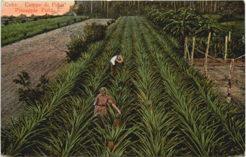 Cuba - Campo de Pinas