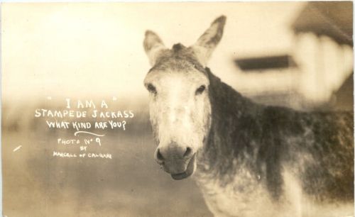Esel Donkey - I am a Stampede Jackass