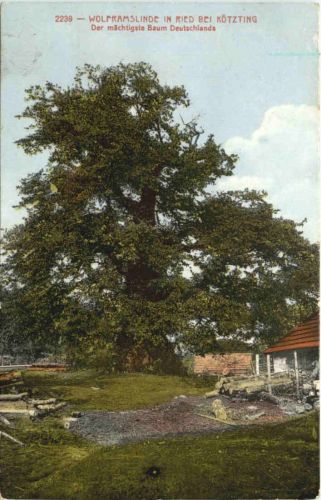 Wolframslinde in Ried bei Kötzting