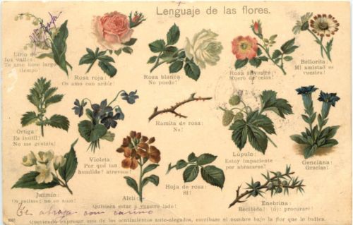 Lenguaje de las flores - Blumensprache