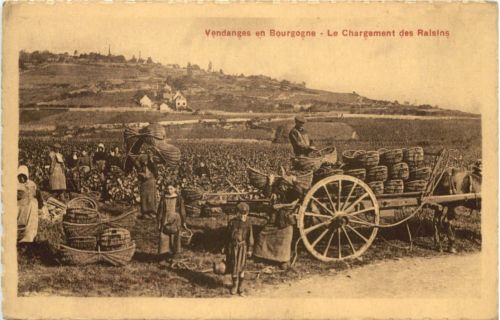 Vendanges en Bourgogne - Le Chargement des Raisins