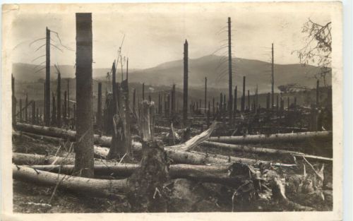 Zwiesel - Durch Orkan zerstörter Wald 1929