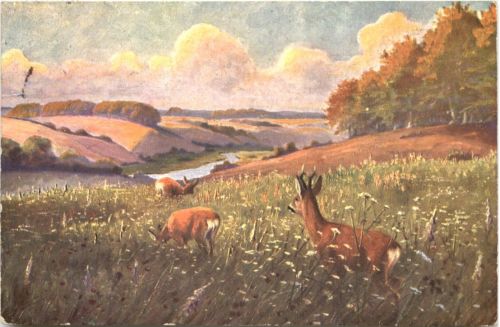 Rehe