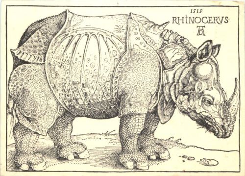 Rhinocerus