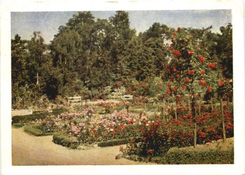 Sangerhausen, 50 Jahre Rosarium