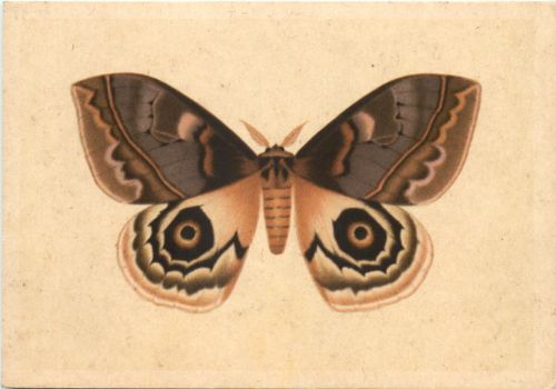 Schmetterling - Amerikanischer Augenspinner