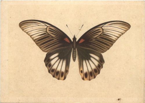 Schmetterling - Indischer Schwalbenschwanz