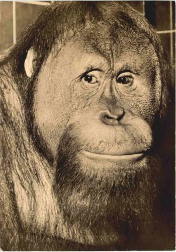 Rostock - Zoo - Orang Utan