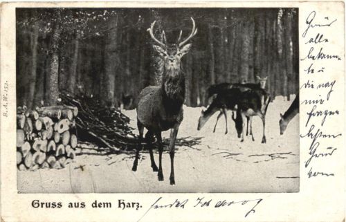 Gruss aus dem Harz - Hirsch - Bahnpost