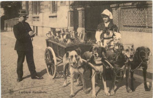Laitiere flamande
