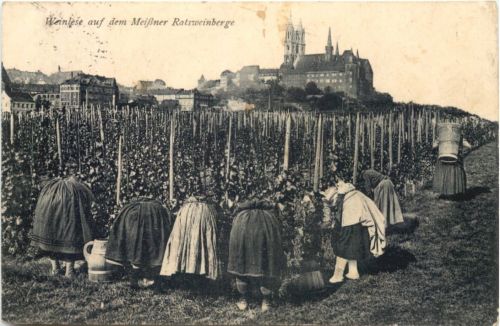 Meissen - Weinlese auf dem MEissner Ratsweinberge