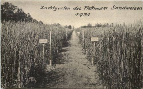 Flettmar - Flettmarer Sandweizen 1931 - Müden Aller