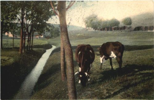 Worpswede - Auf der Weide