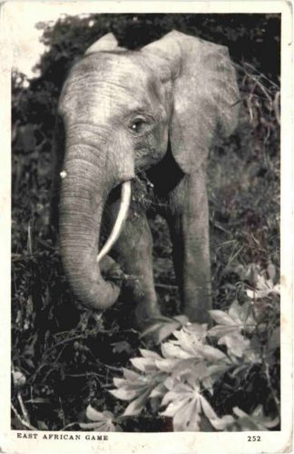 Elephant - East African Game