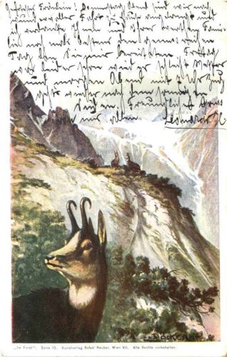 Schweiz - Gemse