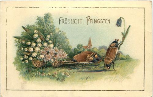 Pfingsten - Maikäfer