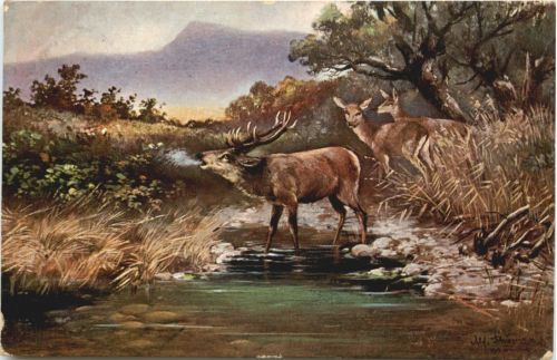 Hirsch Rehe