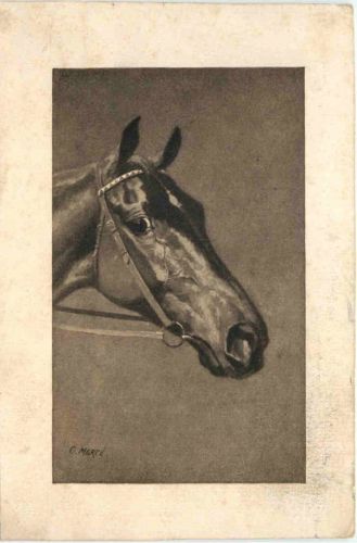 Pferd - Horse