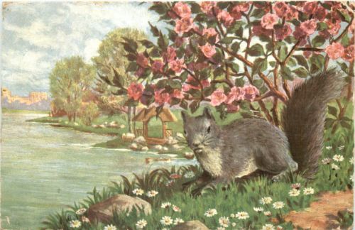 Squirrels