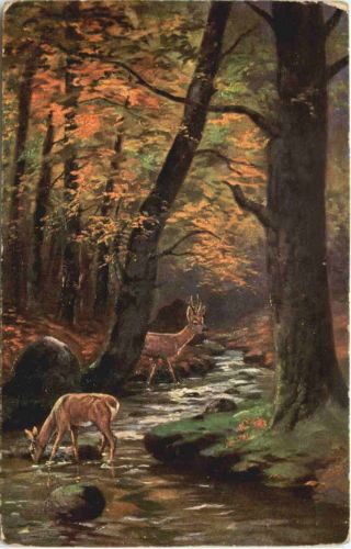 Rehe