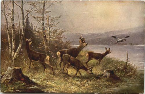 Rehe