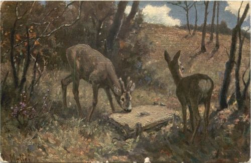 Rehe