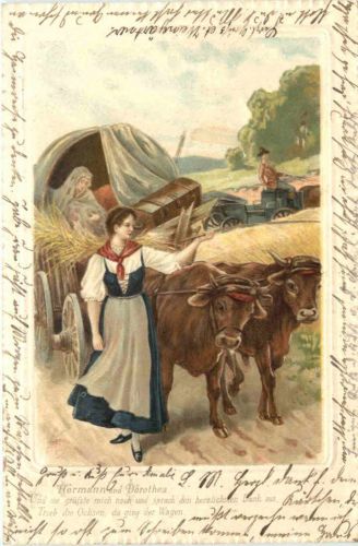 Kühe - Hermann und Dorothea