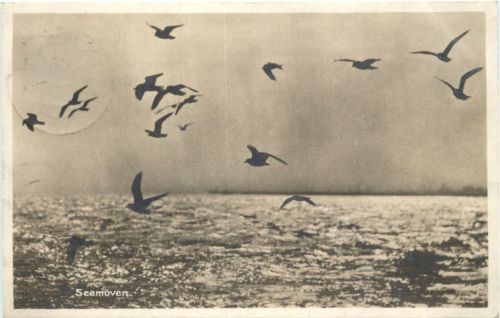 Wangerooge - Seemöwen