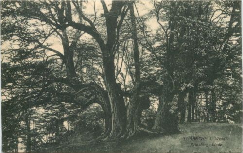 Lübbecke in Westfalen - Reineberg-Linde