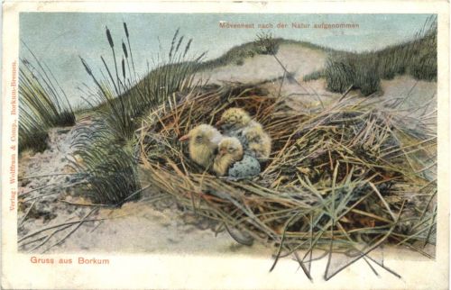 Gruss aus Borkum - Wöwennest
