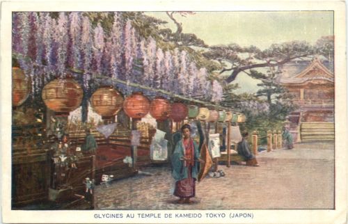 Japan - Glycines au Temple de Kameido Tokyo